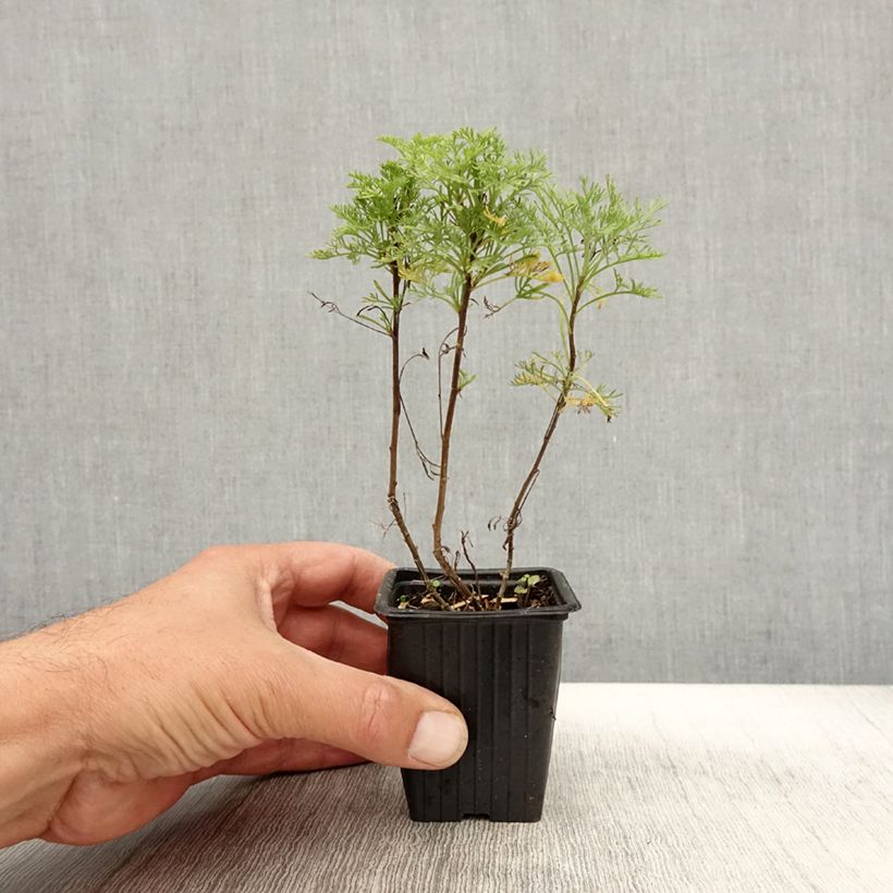 Ejemplar de Planta de cola - Artemisia abrotanum var. maritima Maceta de 7/8 cm entregado en otoño