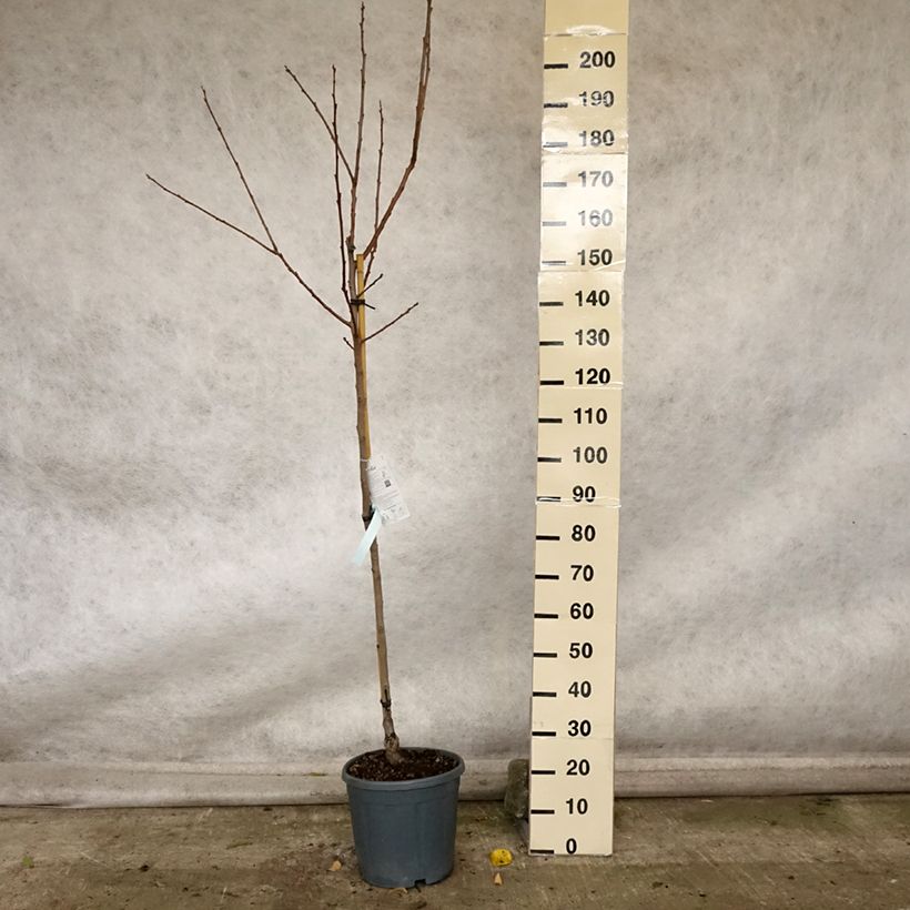 Ejemplar de Caqui Cioccolatino Maceta 12L/15L, Medio tallo entregado en otoño