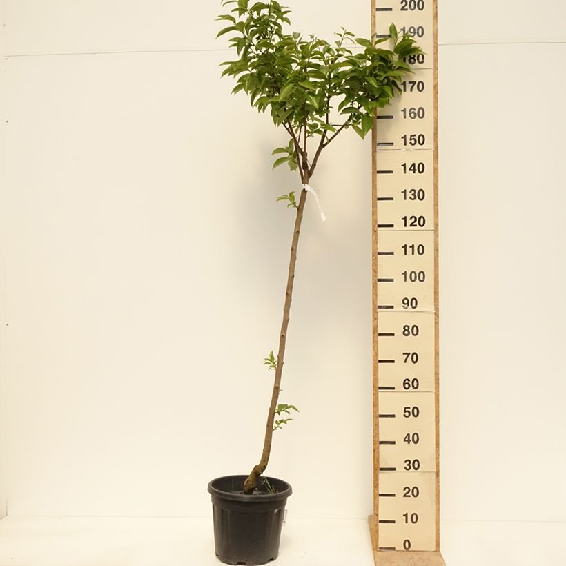 Caqui Cioccolatino Maceta 12L/15L, Medio talloAltura de entrega aprox. 150/200cm Ejemplar entregado en la primavera