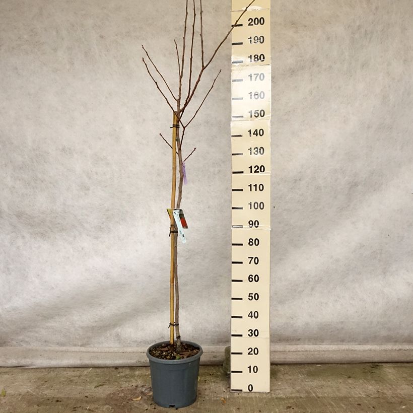 Ejemplar de Caqui Sharon Maceta 12L/15L, Medio tallo entregado en otoño