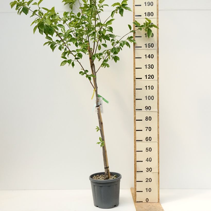 Caqui Vanilila Maceta 7,5L/10L, Medio tallo Ejemplar entregado en la primavera