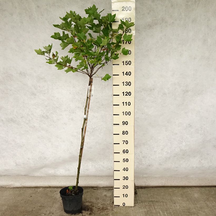 Ejemplar de Platanus hispanica Alphen's Globe - Plátano de sombra Maceta 7,5L/10LAltura de entrega aprox. 125/150cm entregado en verano