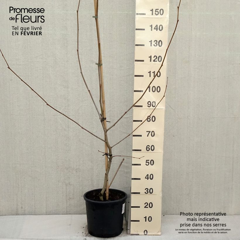 Platanus hispanica - Plátano de sombra Maceta 7,5L/10L Ejemplar entregado en invierno