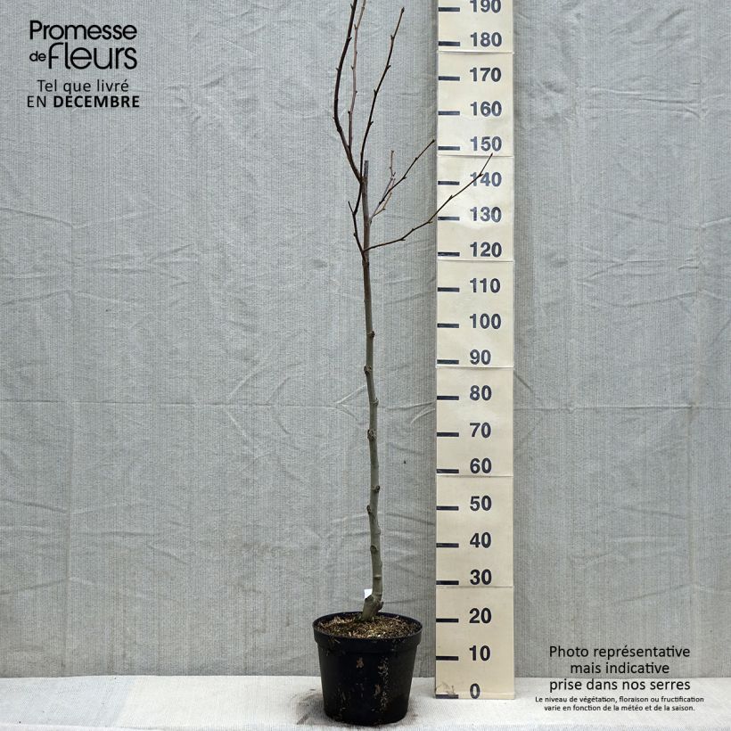 Ejemplar de Platanus hispanica - Plátano de sombra Maceta 7,5L/10L entregado en otoño