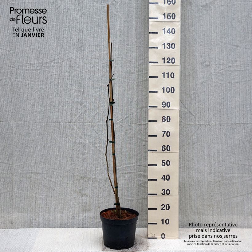 Platanus hispanica Suttneri - Plátano de sombra Maceta 4L/5L Ejemplar entregado en invierno