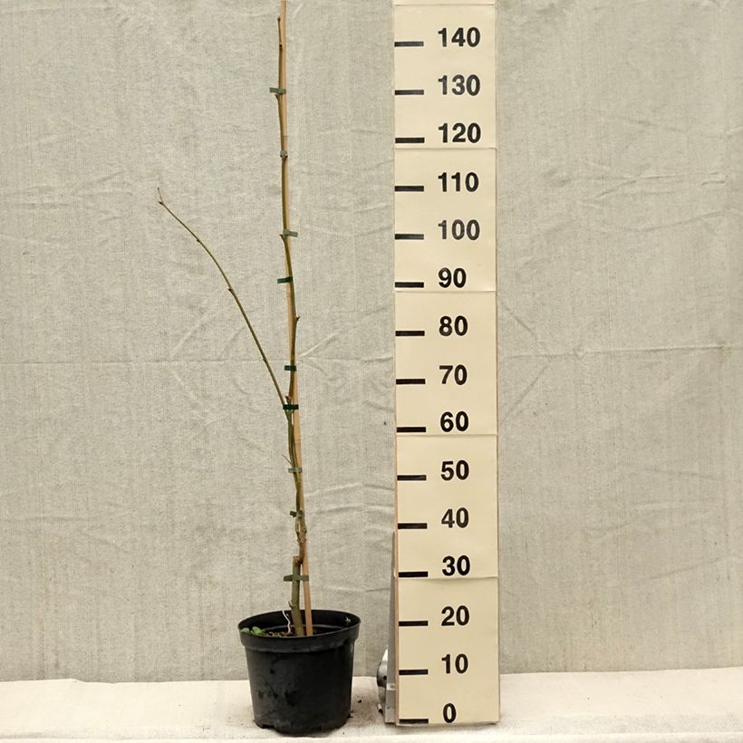 Platanus hispanica Suttneri - Plátano de sombra Maceta 4L/5LAltura de entrega aprox. 120cm Ejemplar entregado en la primavera