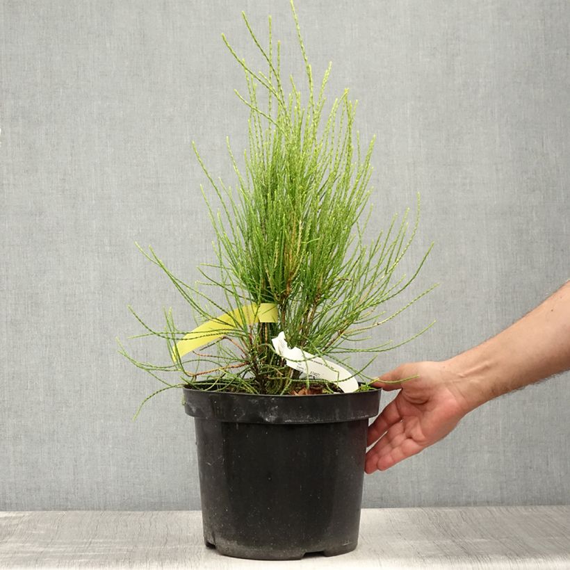 Ejemplar de Platycladus orientalis Franky Boy - Árbol de la vida Maceta 7,5L/10L entregado en verano