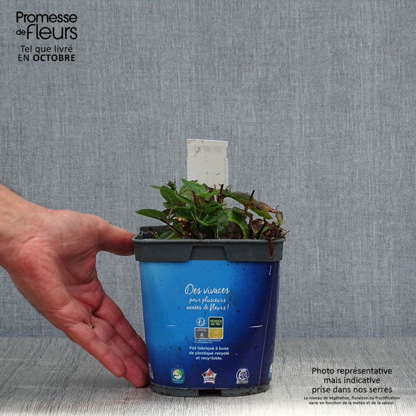 Ejemplar de Platycodon grandiflorus Astra Blue Maceta 2L/3L entregado en otoño