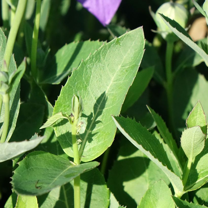 Platycodon grandiflorus Astra Blue (Follaje)