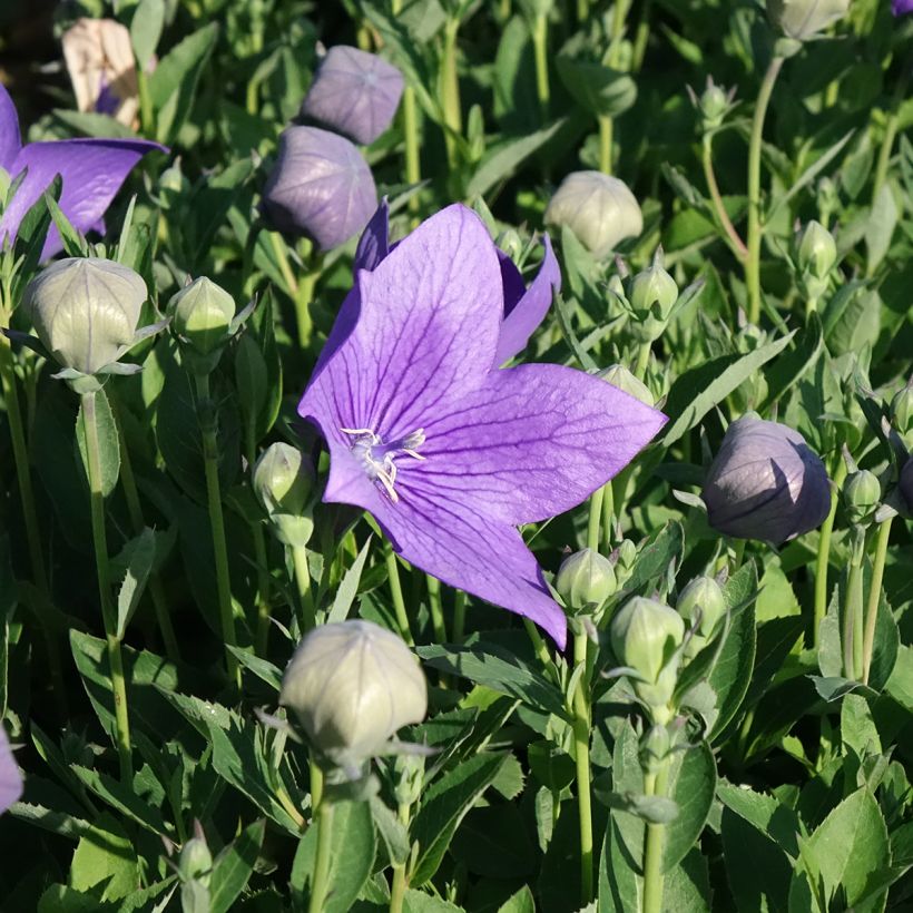Platycodon grandiflorus Astra Blue (Floración)