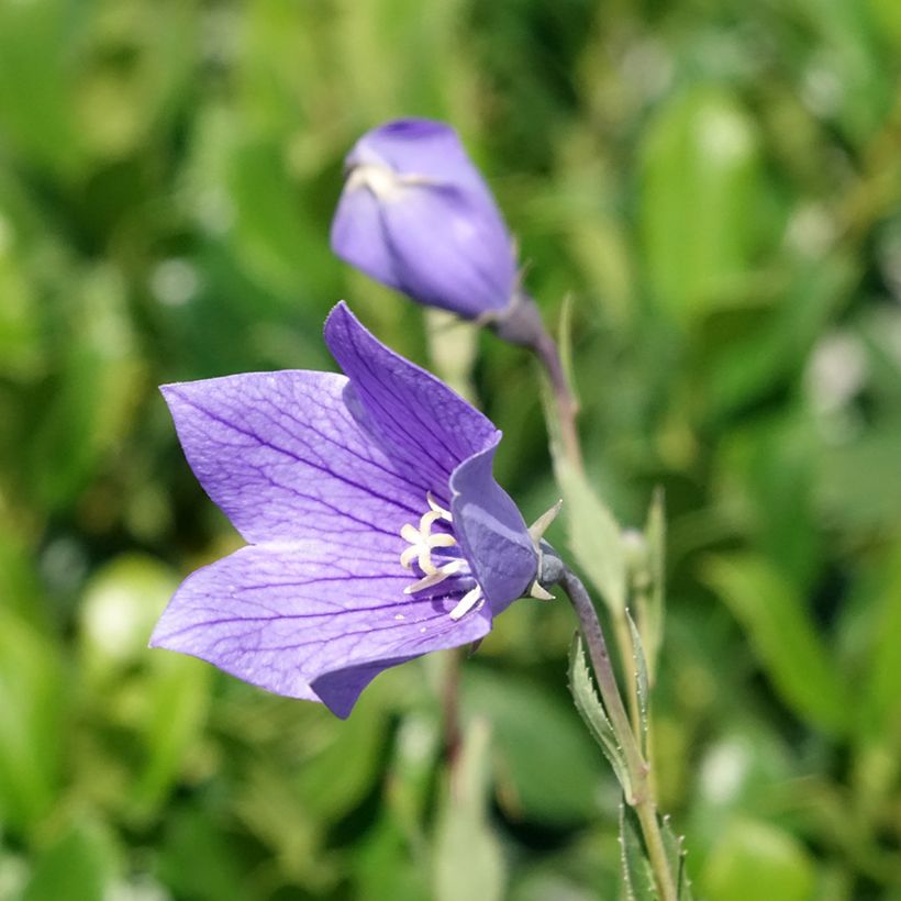 Platycodon grandiflorus Fuji Blue (Floración)