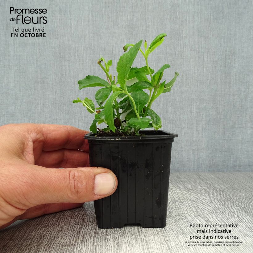 Ejemplar de Platycodon grandiflorus Mariesii Maceta de 7/8 cm entregado en otoño