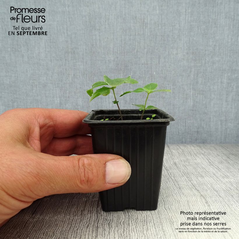 Ejemplar de Platycodon grandiflorus Perlmutterschale Maceta de 7/8 cm entregado en otoño