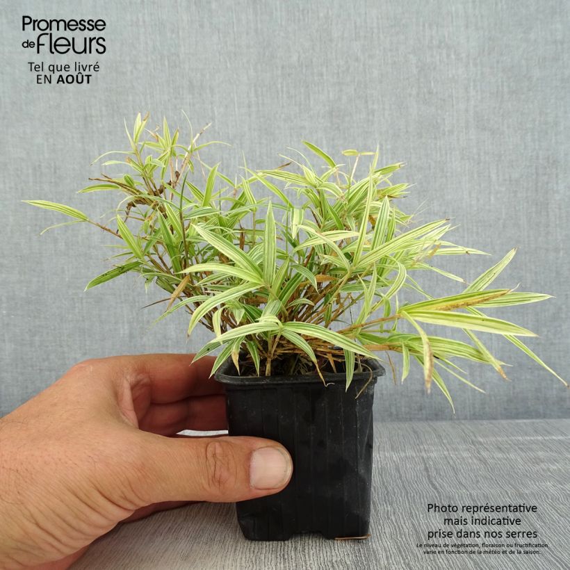 Ejemplar de Pleioblastus chino Elegantissimus - Bambú Maceta de 8/9 cmAltura de entrega aprox. 10/15cm entregado en verano