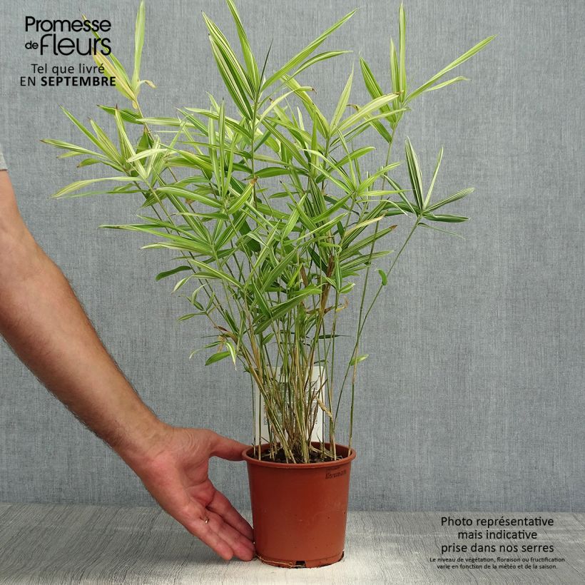 Ejemplar de Pleioblastus fortunei Variegatus - Bambú Maceta 1L/1,5L entregado en otoño