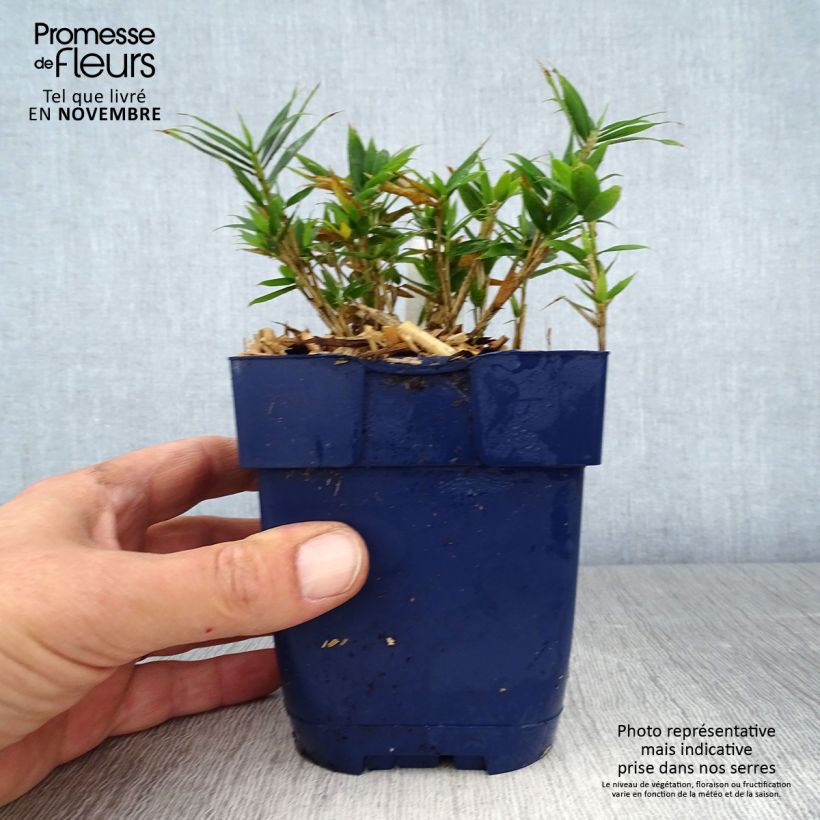 Ejemplar de Pleioblastus pygmaeus Distichus - Bambú Maceta 1L/1,5L entregado en otoño