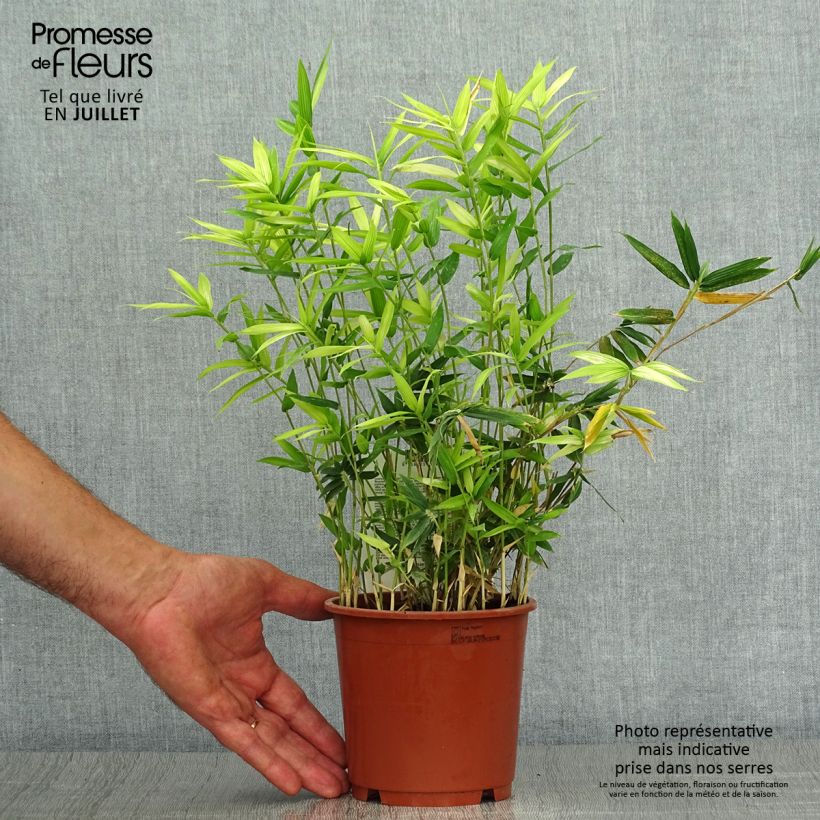 Ejemplar de Pleioblastus pygmaeus Distichus - Bambú Maceta 1L/1,5LAltura de entrega aprox. 10cm entregado en verano
