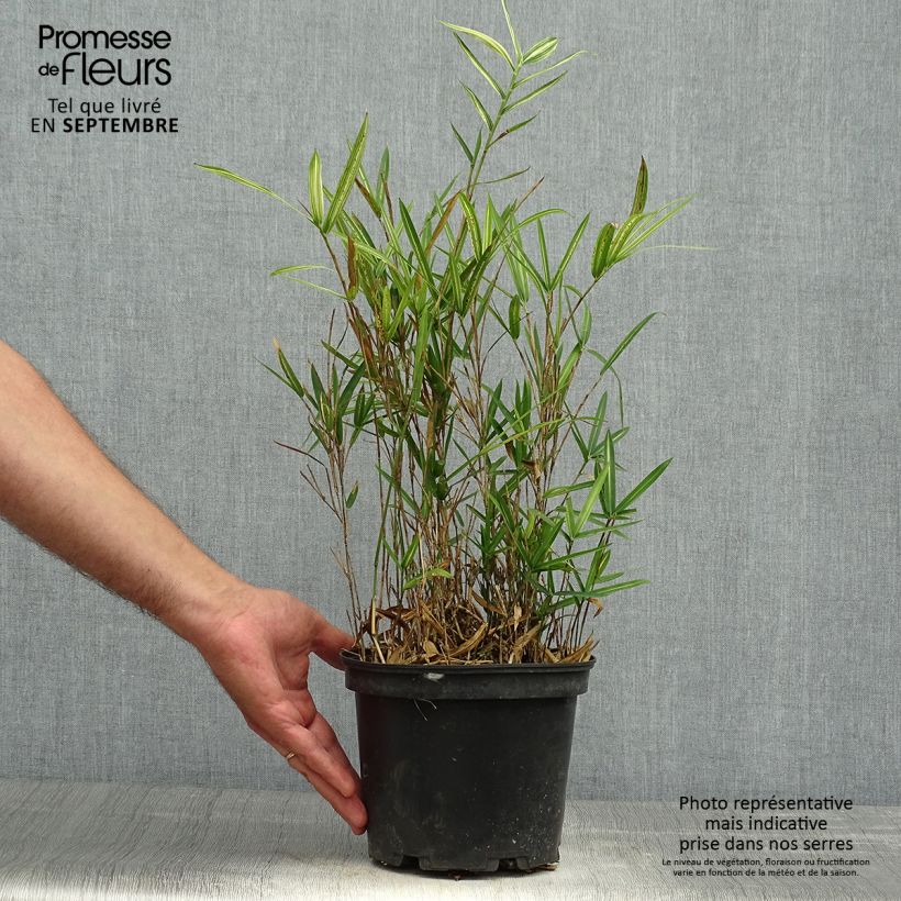 Ejemplar de Pleioblastus shibuyanus Tsuboï - Bambú Maceta 1,5L/2L entregado en otoño