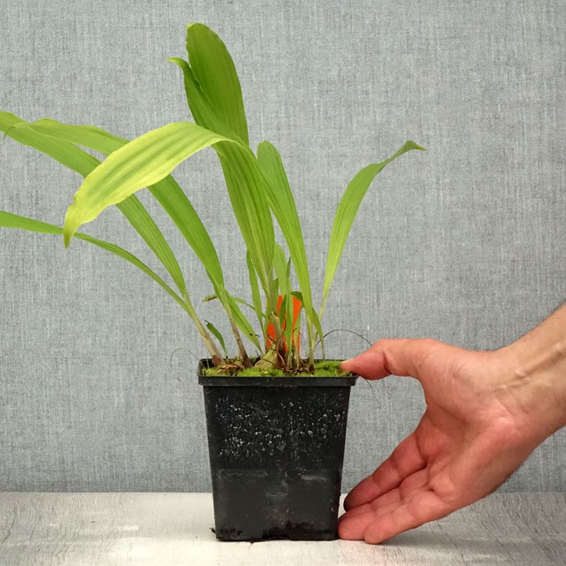 Ejemplar de Pleione formosana - Orchidée de Formose terrestre  Pot de 1L/1,5L entregado en verano