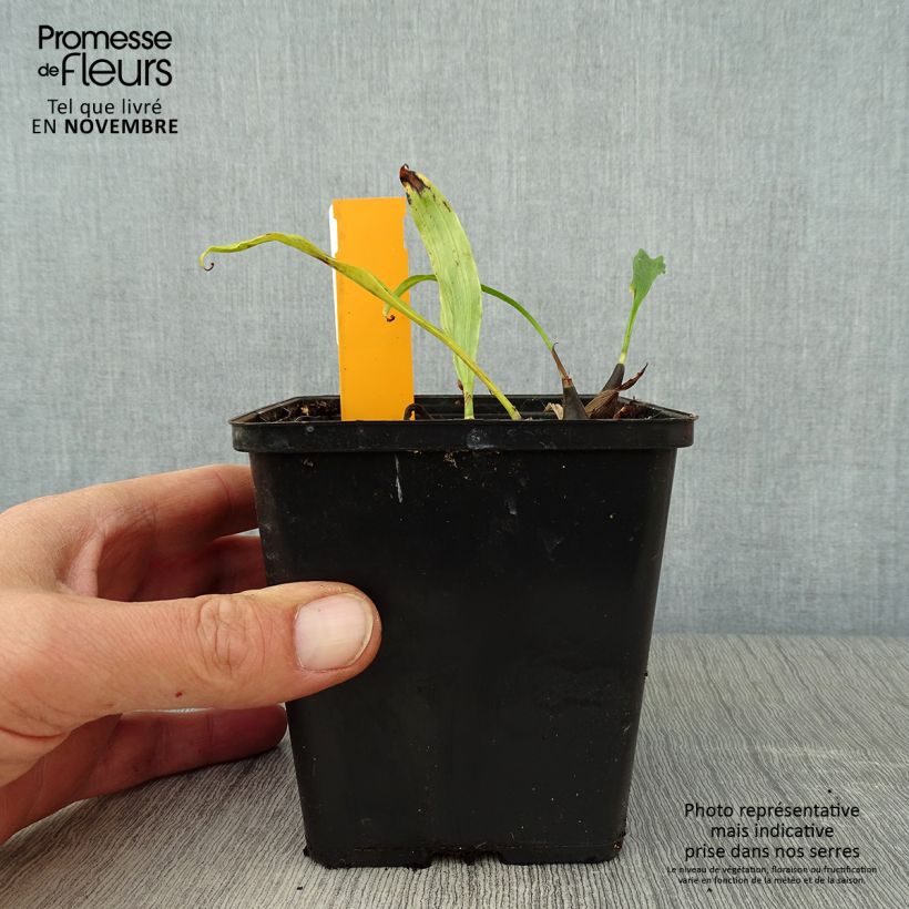Ejemplar de Pleione hybrida Tongariro Maceta 1L/1,5L entregado en otoño