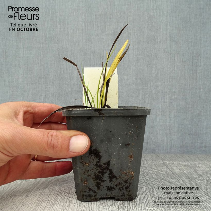 Ejemplar de Liatris spicata Alba - Densa estrella ardiente Maceta de 8/9 cm entregado en otoño