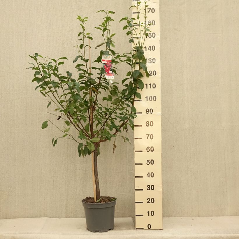 Ejemplar de Ciruelo Pluot Pink Candy Maceta 7,5L/10L, CopaAltura de entrega aprox. 140/160cm entregado en verano