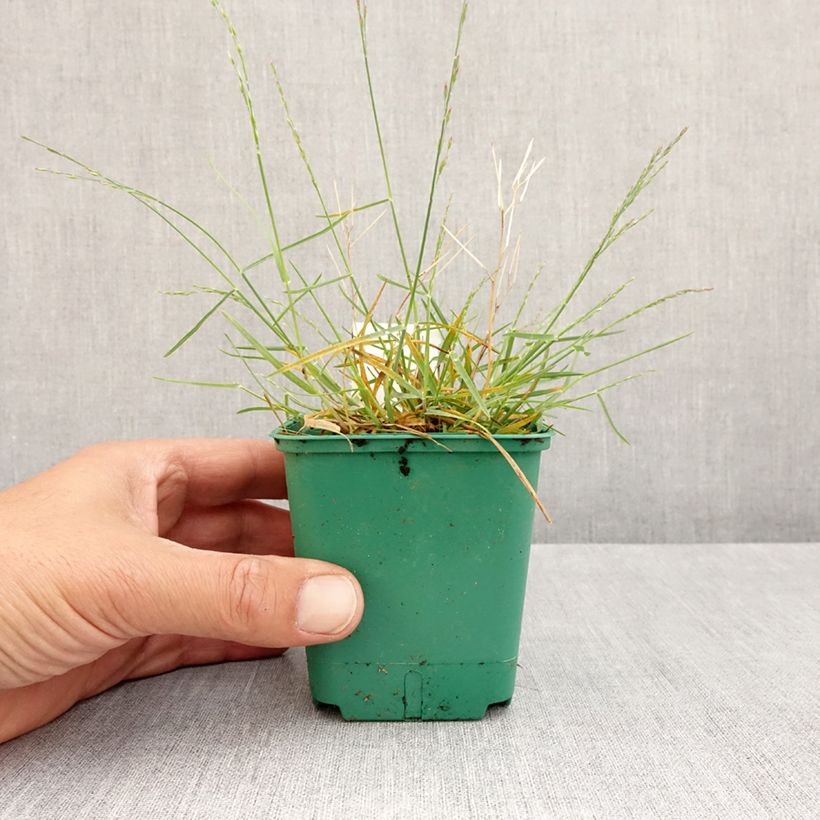 Poa glauca Blue Hills - Pâturin glauque Maceta de 8/9 cm Ejemplar entregado en la primavera