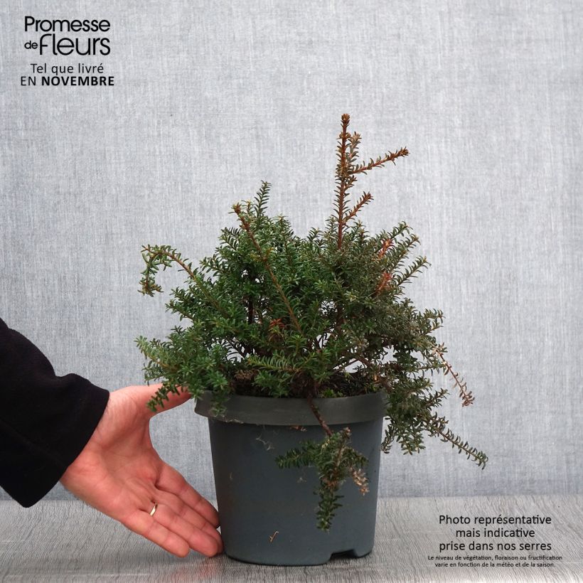 Ejemplar de Podocarpus lawrencei Red Tip - Mañíos Maceta 2L/3L entregado en otoño