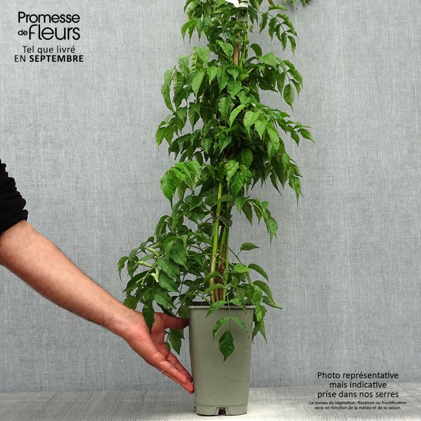 Ejemplar de Podranea ricasoliana - Bignonia rosa Maceta 2L/3L entregado en otoño