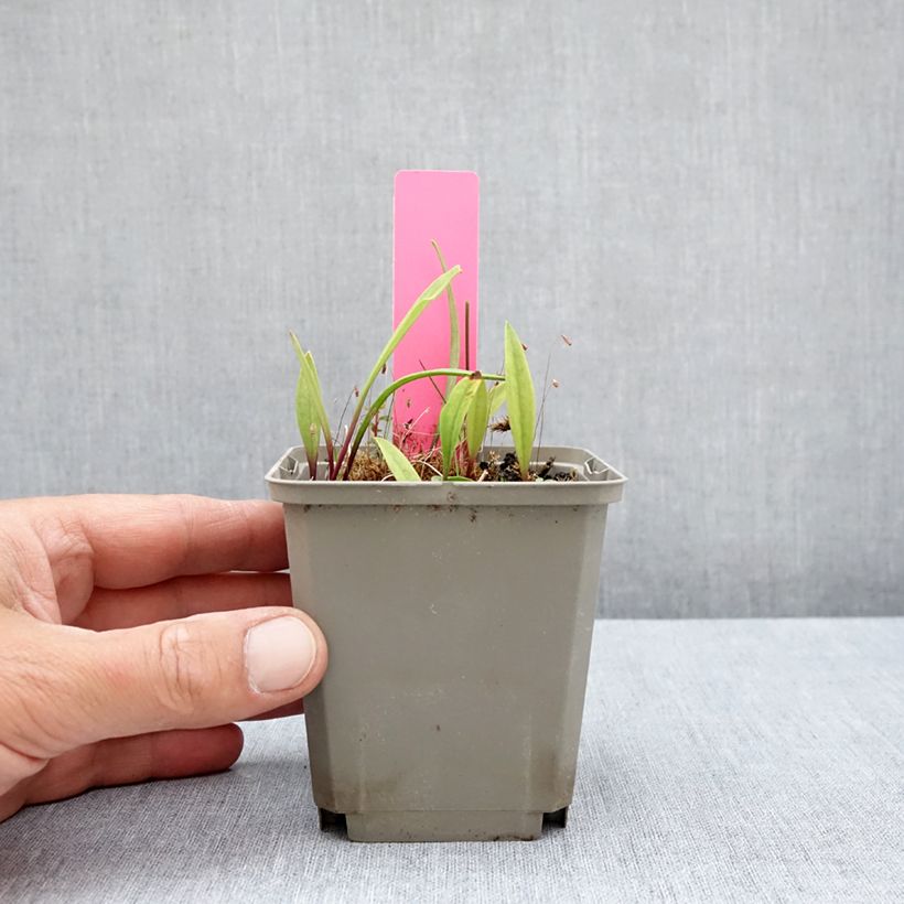 Ejemplar de Pogonia ophioglossoides Maceta de 8/9 cm entregado en verano