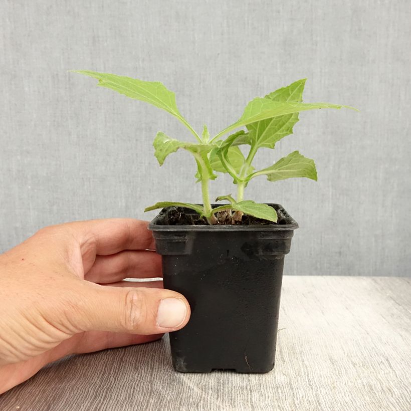 Ejemplar de Yacón Bio - Smallanthus sonchifolius Maceta de 8/9 cm entregado en verano