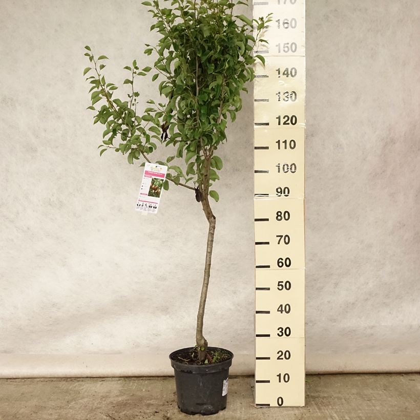 Ejemplar de Pera Angelys Maceta 7,5L/10L, CopaAltura de entrega aprox. 140/160cm entregado en verano