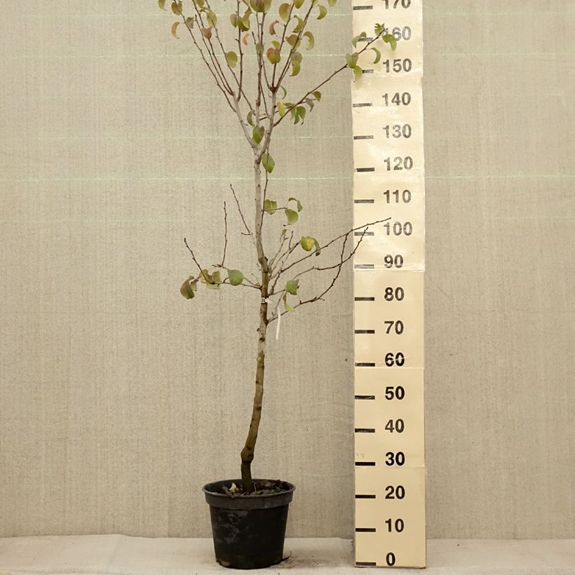 Ejemplar de Pera Beurré Giffard Maceta 7,5L/10L, Copa entregado en otoño