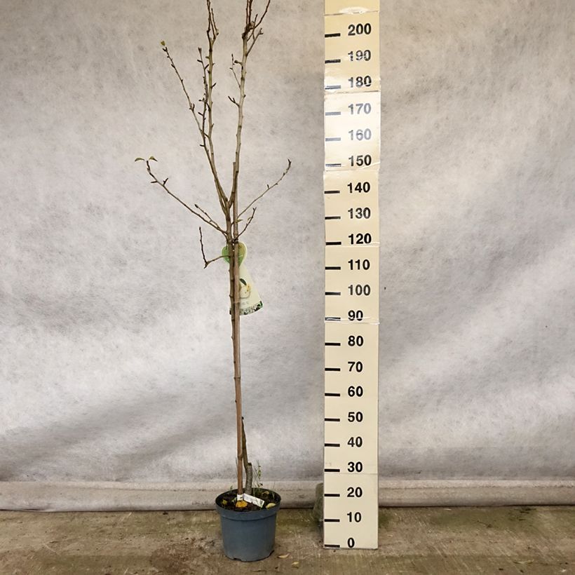 Ejemplar de Pera Clapp’s Favorite Maceta 7,5L/10L, Medio tallo entregado en otoño