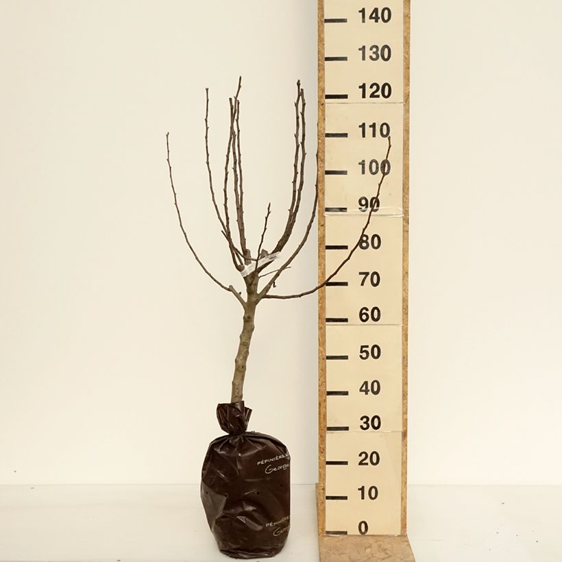 Pera Comtesse de Paris Cepellón "listo para plantar", CopaAltura de entrega aprox. 110/+cm Ejemplar entregado en la primavera