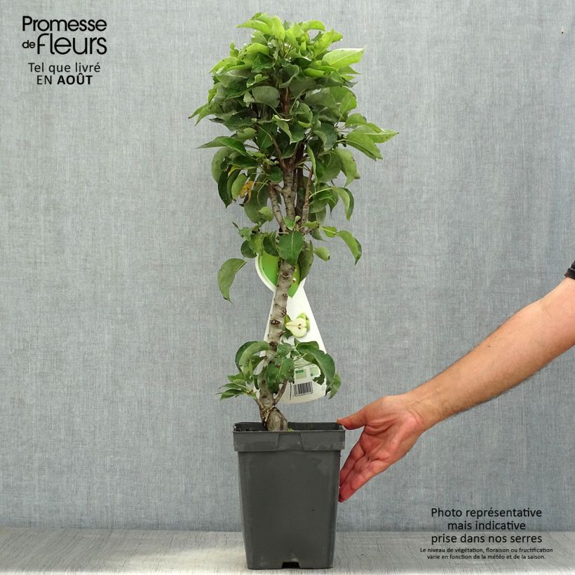 Ejemplar de Peral enano Condo Maceta 4L/5L, EnanoAltura de entrega aprox. 180/200cm entregado en verano