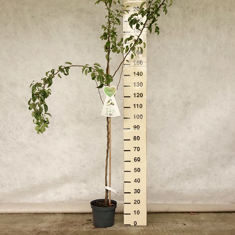 Ejemplar de Pera Conférence Maceta 7,5L/10L, CopaAltura de entrega aprox. 140/160cm entregado en verano