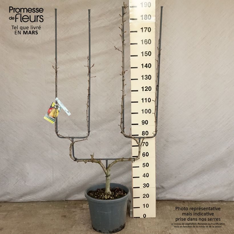 Pera Conférence Maceta 20L/25L, Poda palmeta doble UAltura de entrega aprox. 125/150cm Ejemplar entregado en la primavera