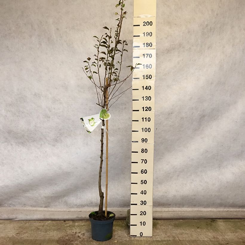Ejemplar de Pera Doyenné du Comice Maceta 7,5L/10L, Medio tallo entregado en otoño