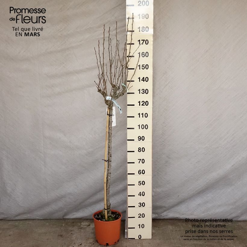 Pera Doyenné du Comice Maceta 7,5L/10L, Medio talloAltura de entrega aprox. 150/175cm Ejemplar entregado en la primavera