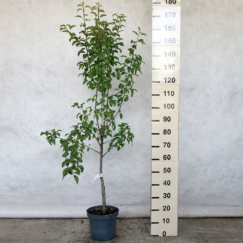 Ejemplar de Pera Doyenné du Comice Maceta 7,5L/10L, CopaAltura de entrega aprox. 140/160cm entregado en verano