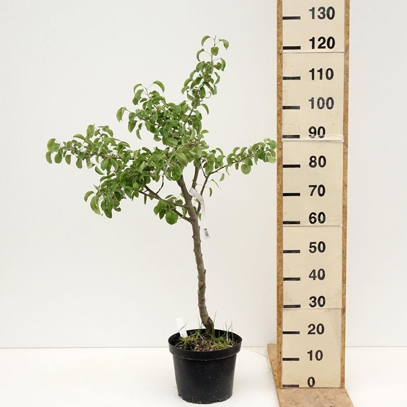 Pera Dubbele Philip Maceta 7,5L/10L, Medio talloAltura de entrega aprox. 150/+cm Ejemplar entregado en la primavera