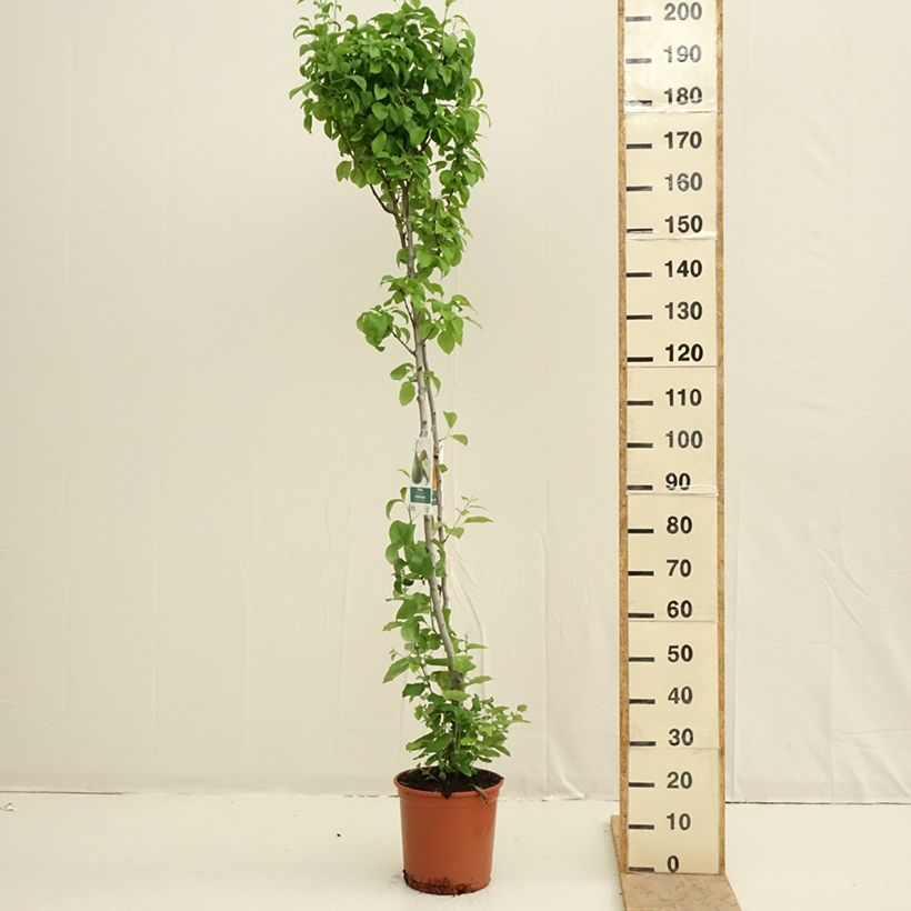 Poirier Duo Conference et Williams - Pot de 7,5L/10L Ejemplar entregado en la primavera