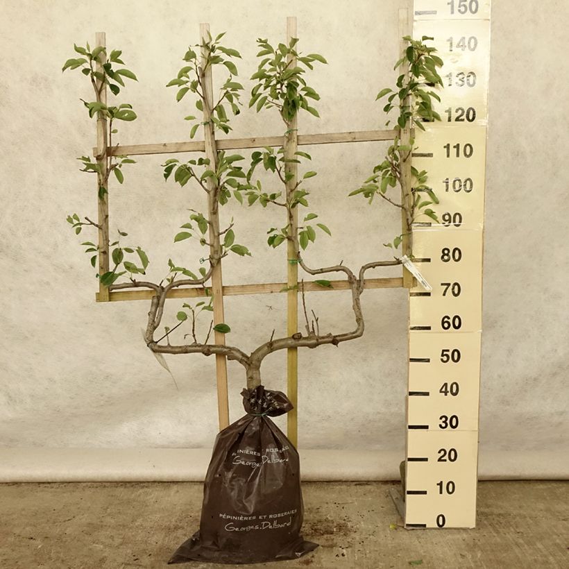 Ejemplar de Pera Fertilia Delbard Cepellón "listo para plantar", Poda palmeta doble UAltura de entrega aprox. 110/+cm entregado en verano