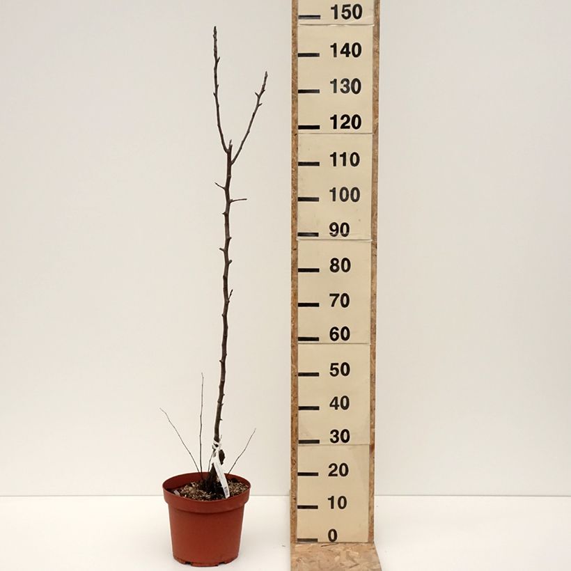 Pera Jules Guyot Maceta 7,5L/10L, Vástago Ejemplar entregado en invierno