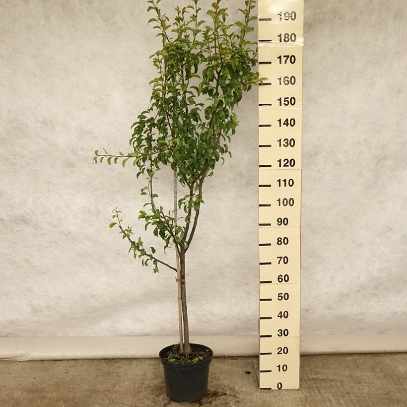Ejemplar de Pera Louise Bonne d'Avranches Maceta 7,5L/10L, Copa entregado en verano