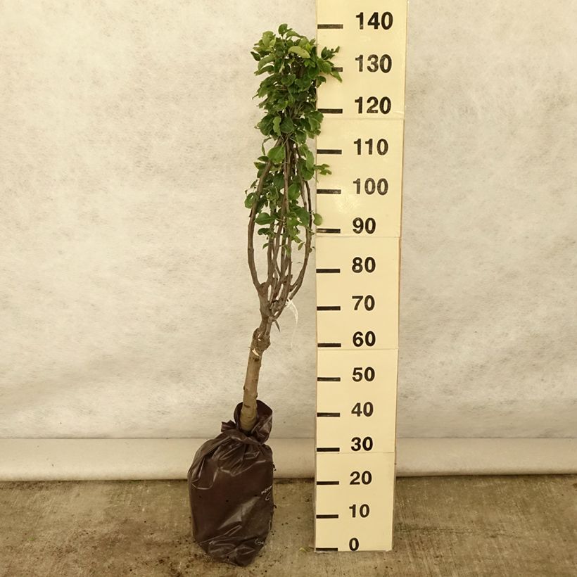 Ejemplar de Peral enano Belle Helene Cepellón "listo para plantar", 1/4 talloAltura de entrega aprox. 90/+cm entregado en verano