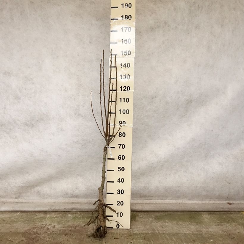 Ejemplar de Peral enano Delbard d'Automne Raíces desnudas, 1/4 tallo entregado en otoño