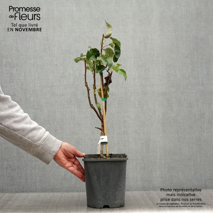 Ejemplar de Peral enano Fruit Me Pear Me Conférence Maceta 4L/5L, Enano entregado en otoño