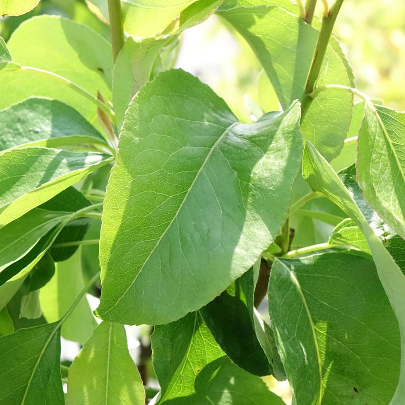 Peral enano Fruit Me Pear Me Williams Bon-Chrétien (Follaje)